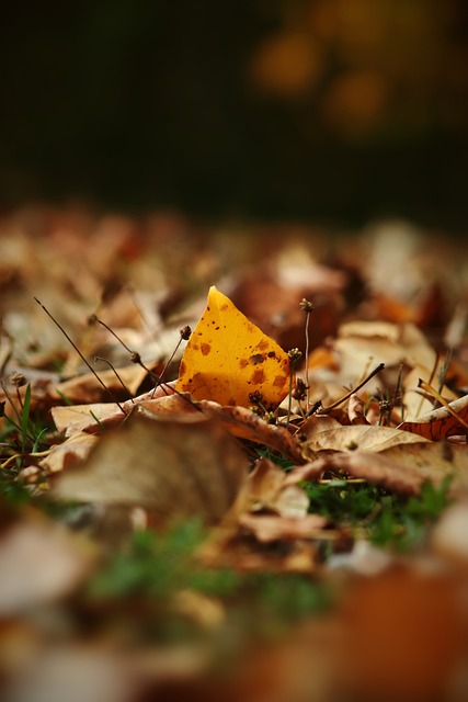 个人荣誉 个人荣誉