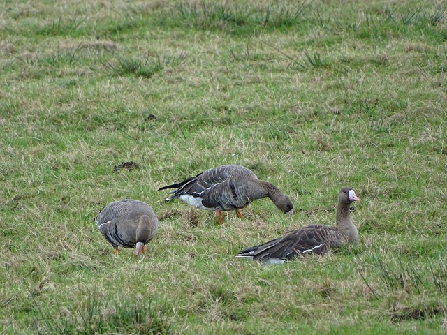 为全球赛车 为全球赛车
