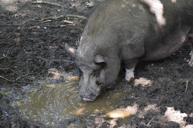 的首要任务 的首要任务