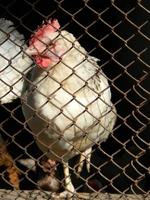 懷的社交媒 懷的社交媒